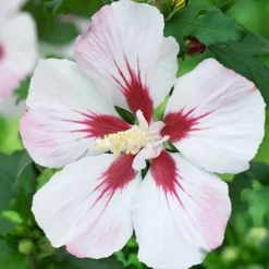 Hibiscus Syriacus 'Hamabo' -Gardenista Store 500077 1