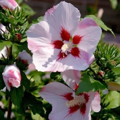 Hibiscus Syriacus 'Hamabo' -Gardenista Store 500077 2