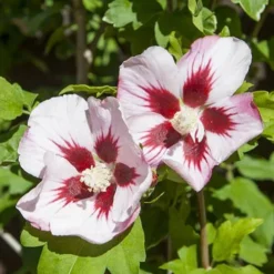Hibiscus Syriacus 'Hamabo' -Gardenista Store 500077 3