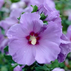 Hibiscus Syriacus 'Marina' -Gardenista Store 500078 2