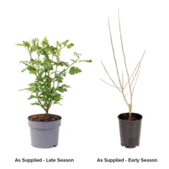 Hibiscus Syriacus 'Marina' -Gardenista Store 500078 3