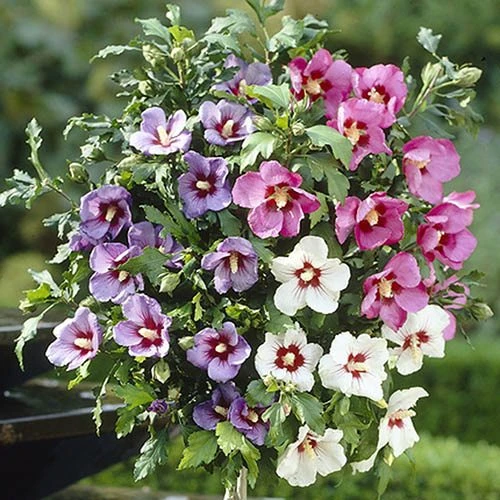 Hibiscus Tricolour Standard 2 Hibiscus Tricolour Standard - Image 2