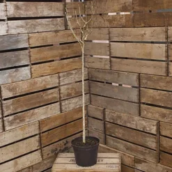 Hibiscus Tricolour Standard 6 Hibiscus Tricolour Standard -Gardenista Store 500079 2