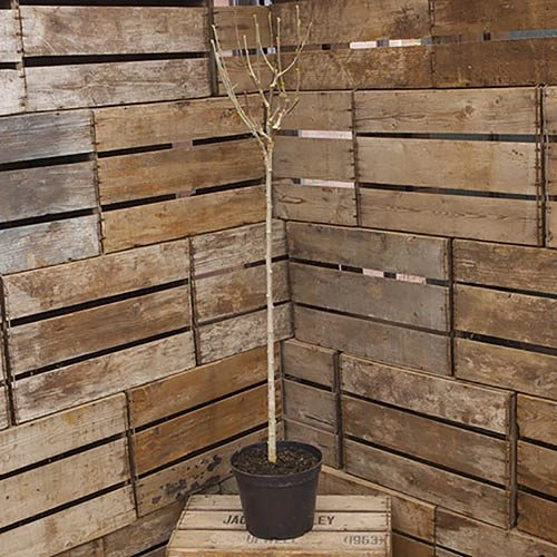 Hibiscus Tricolour Standard 3 Hibiscus Tricolour Standard - Image 3