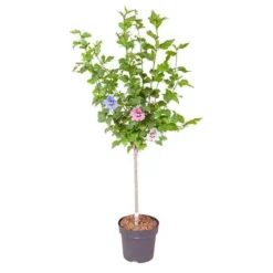 Hibiscus Tricolour Standard 7 Hibiscus Tricolour Standard -Gardenista Store 500079 3