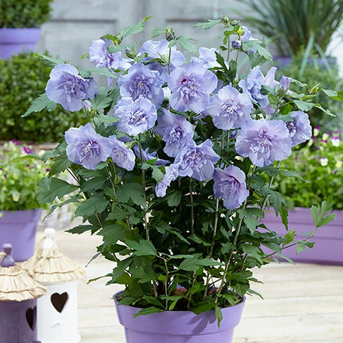 Hibiscus 'Marina Blue' Standard 1 Hibiscus 'Marina Blue' Standard