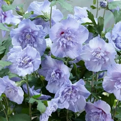 Hibiscus 'Marina Blue' Standard 7 Hibiscus 'Marina Blue' Standard -Gardenista Store 500080 2