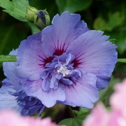 Hibiscus 'Marina Blue' Standard 9 Hibiscus 'Marina Blue' Standard -Gardenista Store 500080 4