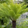 Tree Fern 'Dicksonia Antarctica'