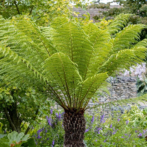 Tree Fern 'Dicksonia Antarctica' 1 Tree Fern 'Dicksonia Antarctica'