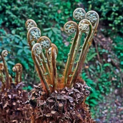 Gardenista Store -Gardenista Store 500233 1