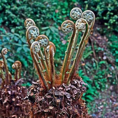 Tree Fern 'Dicksonia Antarctica' 2 Tree Fern 'Dicksonia Antarctica' - Image 2