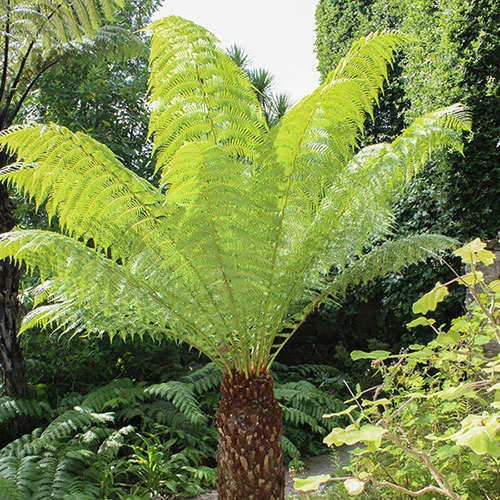 Tree Fern 'Dicksonia Antarctica' 3 Tree Fern 'Dicksonia Antarctica' - Image 3