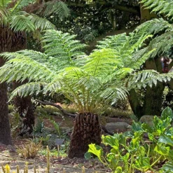 Tree Fern 'Dicksonia Antarctica' 11 Tree Fern 'Dicksonia Antarctica' -Gardenista Store 500233 3