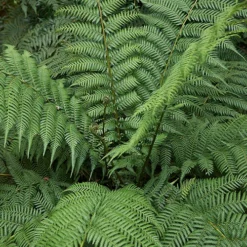 Tree Fern 'Dicksonia Antarctica' 13 Tree Fern 'Dicksonia Antarctica' -Gardenista Store 500233 5