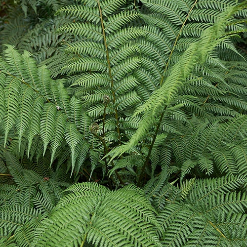 Tree Fern 'Dicksonia Antarctica' 6 Tree Fern 'Dicksonia Antarctica' - Image 6