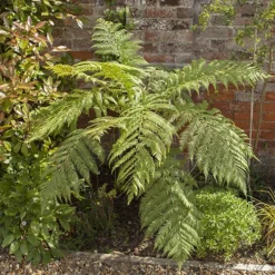 Tree Fern 'Dicksonia Antarctica' 14 Tree Fern 'Dicksonia Antarctica' -Gardenista Store 500233 6