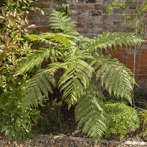 Tree Fern 'Dicksonia Antarctica' 7 Tree Fern 'Dicksonia Antarctica' - Image 7