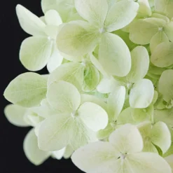 Hydrangea Magical Candle' 40/45cm Br X3 7 Hydrangea Magical Candle' 40/45cm Br X3 -Gardenista Store 500247 2