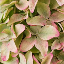 Hydrangea Magical Candle' 40/45cm Br X3 8 Hydrangea Magical Candle' 40/45cm Br X3 -Gardenista Store 500247 3