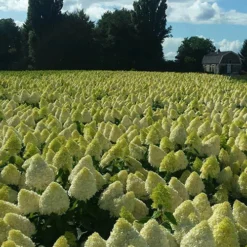 Hydrangea Magical Candle' 40/45cm Br X3 9 Hydrangea Magical Candle' 40/45cm Br X3 -Gardenista Store 500247 4