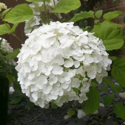 Tree Hydrangea 'Incrediball' 13 Tree Hydrangea 'Incrediball' -Gardenista Store 510009 4