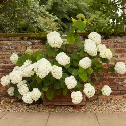 Tree Hydrangea 'Incrediball' 14 Tree Hydrangea 'Incrediball' -Gardenista Store 510009 5