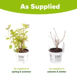 Tree Hydrangea 'Incrediball' 17 Tree Hydrangea 'Incrediball' -Gardenista Store 510009 8