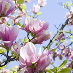 Fragrant Magnolia Collection -Gardenista Store 510013 3