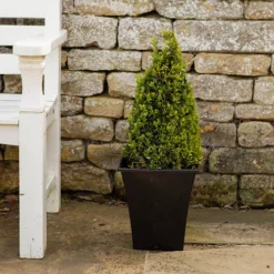 Pair Of Buxus Box Pyramids -Gardenista Store 510034 3