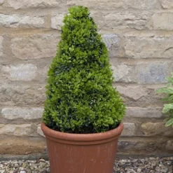 Pair Of Buxus Box Pyramids -Gardenista Store 510034 4