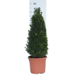 Pair Of Buxus Box Pyramids -Gardenista Store 510034 5