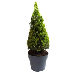 Pair Of Buxus Box Pyramids -Gardenista Store 510034 7