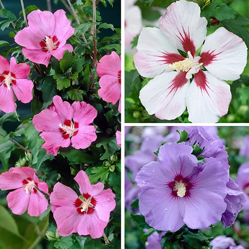 Hardy Hibiscus Collection - 3 Varieties 1 Hardy Hibiscus Collection - 3 Varieties