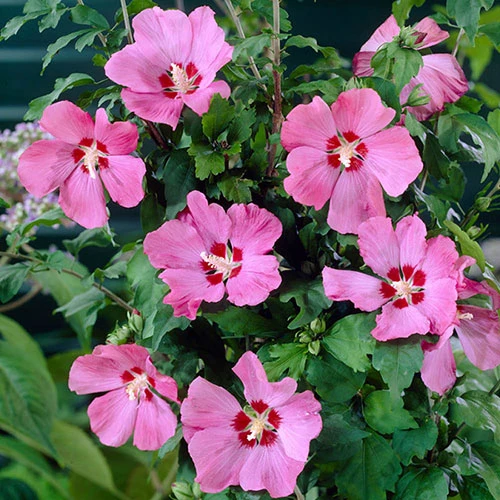 Hardy Hibiscus Collection - 3 Varieties 2 Hardy Hibiscus Collection - 3 Varieties - Image 2