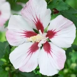 Hardy Hibiscus Collection - 3 Varieties 7 Hardy Hibiscus Collection - 3 Varieties -Gardenista Store 510152 2