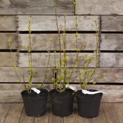 Hardy Hibiscus Collection - 3 Varieties 9 Hardy Hibiscus Collection - 3 Varieties -Gardenista Store 510152 4