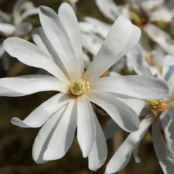 Magnolia Collection 7 Magnolia Collection -Gardenista Store 510153 2