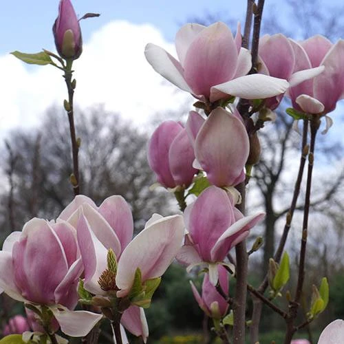 Magnolia Soulangeana 2 Magnolia Soulangeana - Image 2