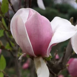 Magnolia Soulangeana 9 Magnolia Soulangeana -Gardenista Store 510156 2