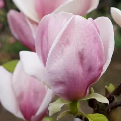 Magnolia Soulangeana 11 Magnolia Soulangeana -Gardenista Store 510156 4