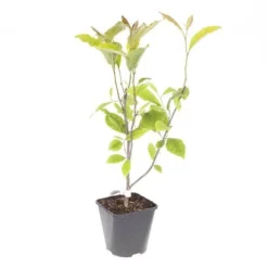 Magnolia Soulangeana 12 Magnolia Soulangeana -Gardenista Store 510156 5