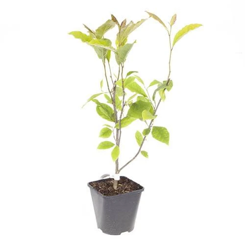 Magnolia Soulangeana 6 Magnolia Soulangeana - Image 6