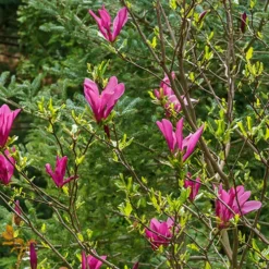 Magnolia 'Susan' -Gardenista Store 510157 3