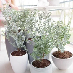 Pair Of Eucalyptus Gunnii 'Azura' -Gardenista Store 510160 2