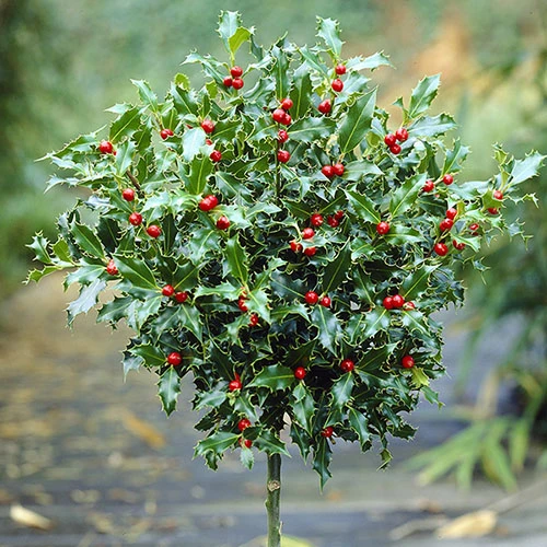 Holly Ilex X Meserveae 'Blue Maid' Standard 2 Holly Ilex X Meserveae 'Blue Maid' Standard - Image 2