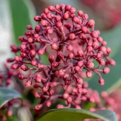Viburnum Tinus Standard -Gardenista Store 510191 2