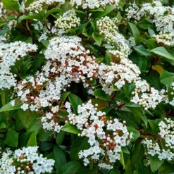 Viburnum Tinus Standard -Gardenista Store 510191 3