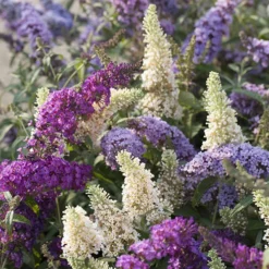 Tricolour Buddleia Butterfly Bush