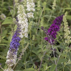Tricolour Buddleia Butterfly Bush 9 Tricolour Buddleia Butterfly Bush -Gardenista Store 510198 3